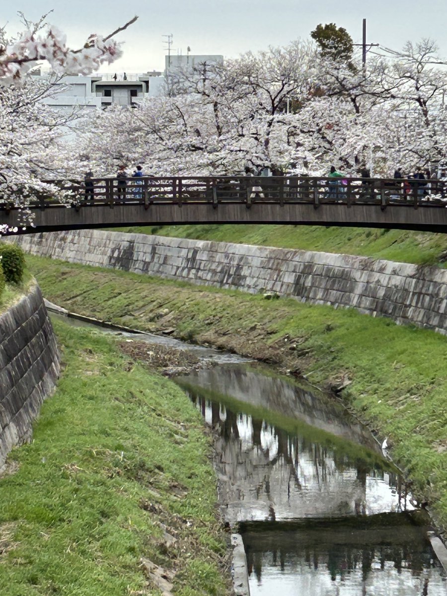 山崎川の桜を見てきました。満開まであと一歩ってところです。瑞穂運動場周りが工事中で川道を通れないのがちょっと残念😔