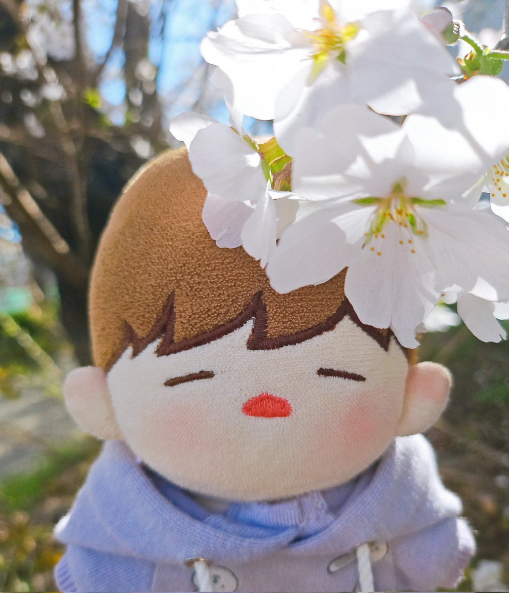 연중행사 뭉이랑 벚꽃 사진찍기!!!!