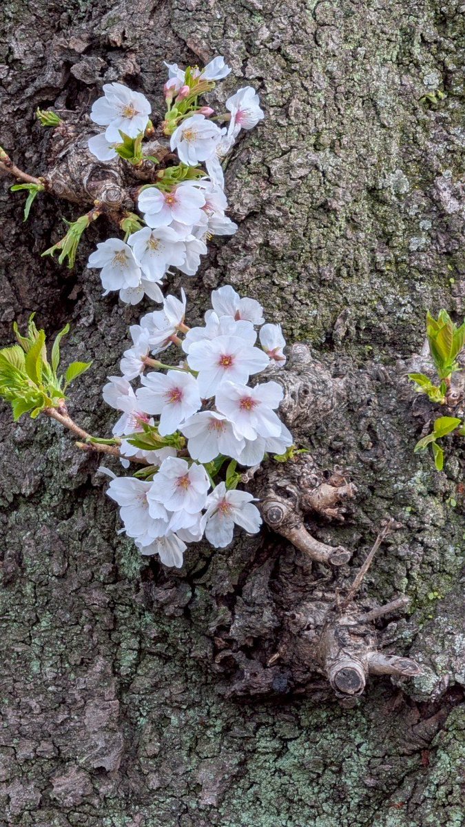 千鳥ヶ淵の桜の木の幹に咲いていた桜
ちなみにあと9人でfollower900人!!みんなフォローよろしく!!
 #いいねした人全員フォロー #いいねした人フォロバする #拡散希望RTお願いいたします #フォロバ100 #フォローした人全員フォロバする #リポストお願いします