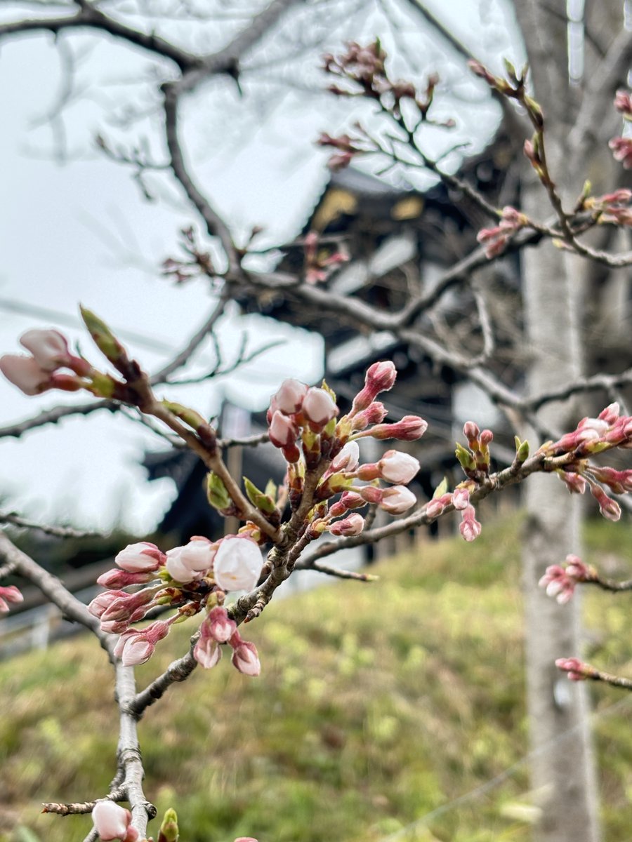 bunka_joetsu's tweet photo. 観桜会6日目！あいにくの雨ですが、ピンク色のかわいい桜を見られるまであと少し。 https://t.co/bFfMyIEal2
