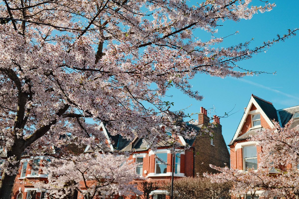 saintzation028's tweet image. Pinkie (wednes)day

วันพุธสีชมพูววววว 😆🌸🌸🌸

#cherryblossoms 
#springinlondon
#springvibe
#londonstreetphoto
#englandintouch