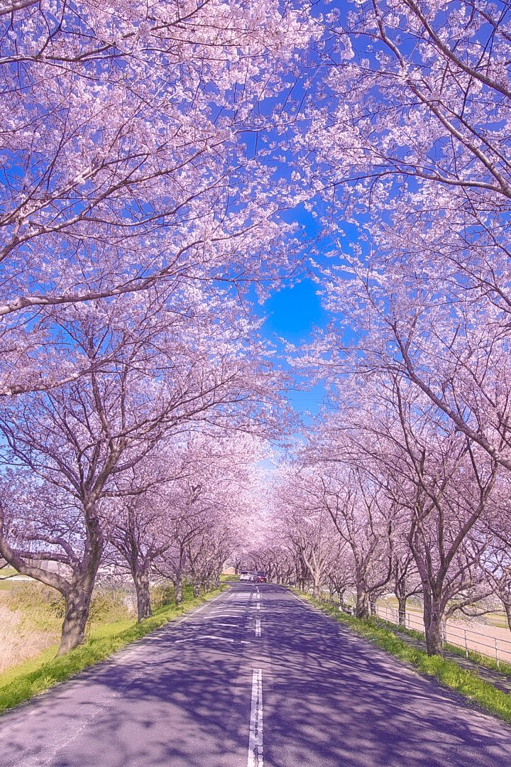 AgPhotogallery's tweet photo. 日本のさくら名所40/100

📍岐阜県 海津市 平田公園 大榑川堤の桜並木

日本でさくらドライブするならここが1番だと思う☝️ https://t.co/g9DdIcNgdy