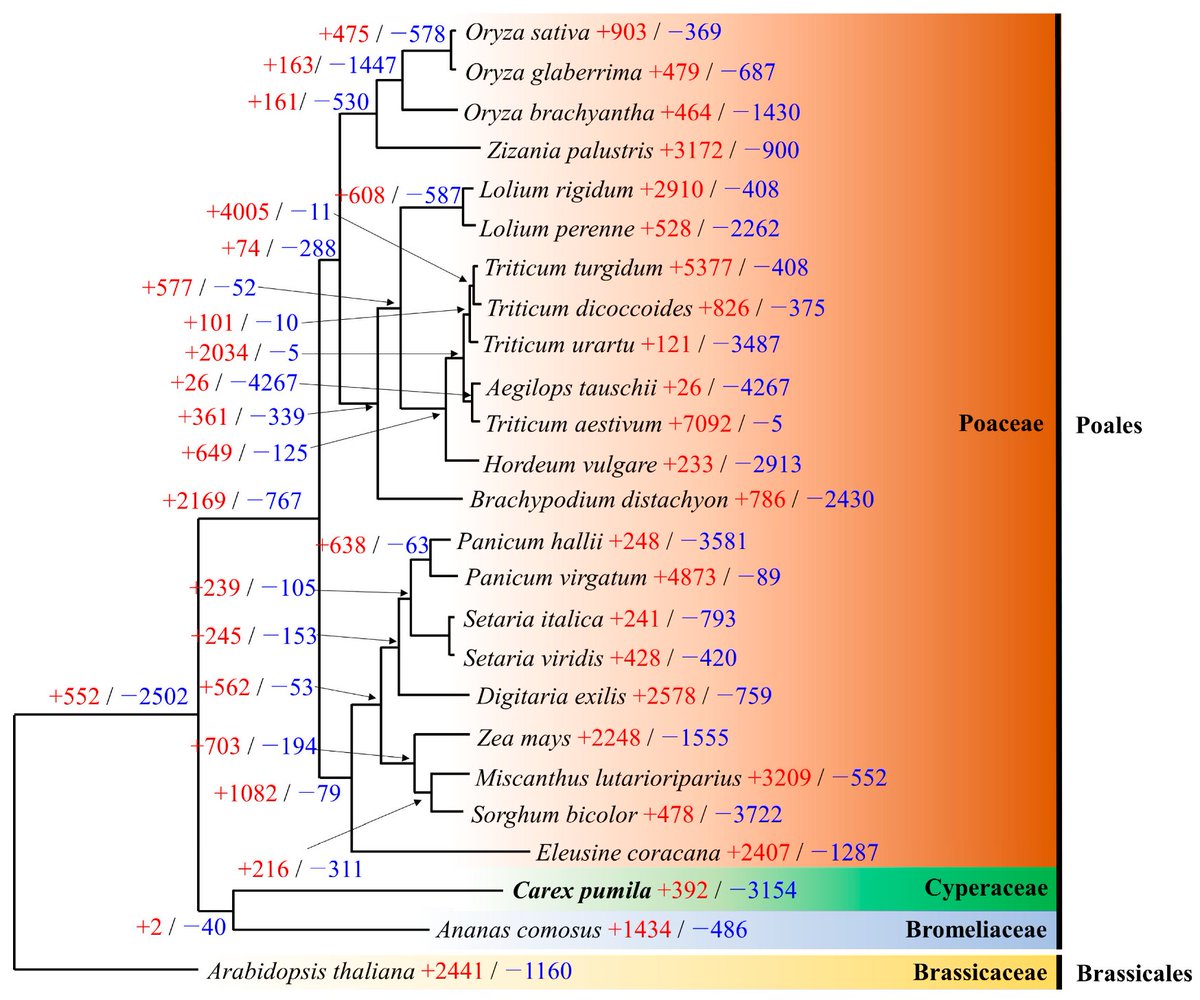 Genes_MDPI's tweet image. This study by Dr. Kim et al. is the first to report the characterization of Carex pumila #genomic information and provides a useful resource for #comparative #genomics, #phylogeny, and future population studies of C. pumila.
mdpi.com/2073-4425/14/1…