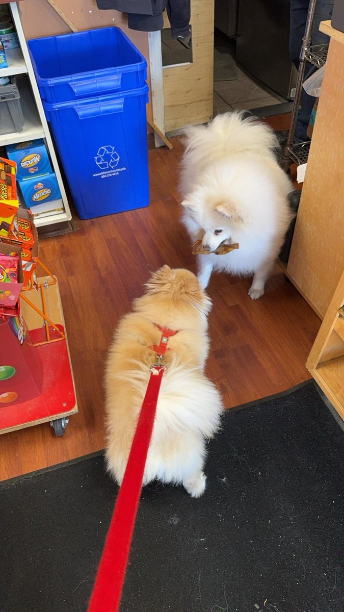 this other dog brought his treat out to share with my dog 🥹🥹
