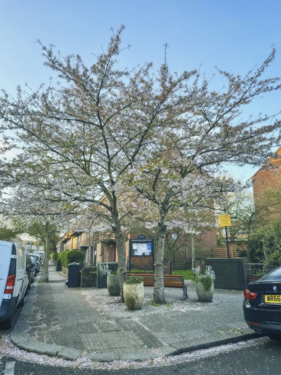 saintzation028's tweet image. อะไรที่สวยงามเบ่งบาน ไม่นานก็โรยรา
ความรักก็คงเป็นอย่างนั้น

ฉันคิดว่า cherry blossoms season คงใกล้จะหมดแล้ว 
ไว้เจอกันใหม่ปีหน้านะ

#cherryblossoms
#springinlondon
#springvibe
#londonstreetphoto
#englandintouch