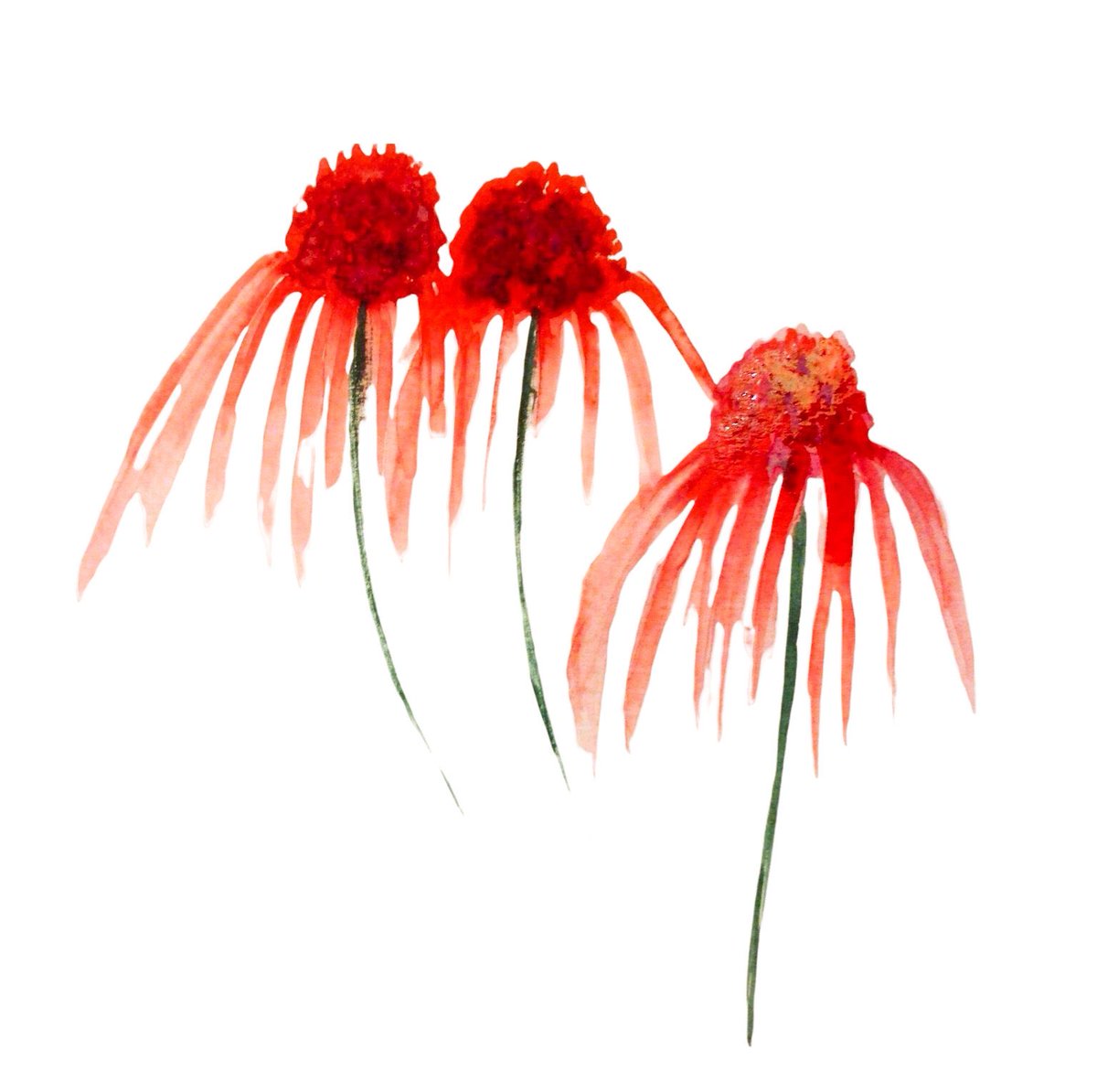 Janet Purves (@mormorjan) on Twitter photo Echinacea flowers bring such a pop of colour ♥️ #earlybiz send these handmade watercolour cards to friends and family cardsbymormorjan.etsy.com/listing/540945… #MHHSBD #SMILEtt23 <a href="/CraftBizParty/">CraftBizParty</a> #EtsyTeamUNITY Echinacea flowers bring such a pop of colour ♥️ #earlybiz send these handmade watercolour cards to friends and family cardsbymormorjan.etsy.com/listing/540945… #MHHSBD #SMILEtt23 <a href="/CraftBizParty/">CraftBizParty</a> #EtsyTeamUNITY