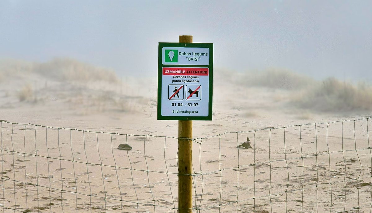 Lai piekrastes putni varētu netraucēti ligzdot, no 1. aprīļa līdz augustam slēdzam Ziemeļkurzemē Ķikana, Irbes un Lūžņas grīvu. Plašāk: daba.gov.lv/lv/jaunums/pie…