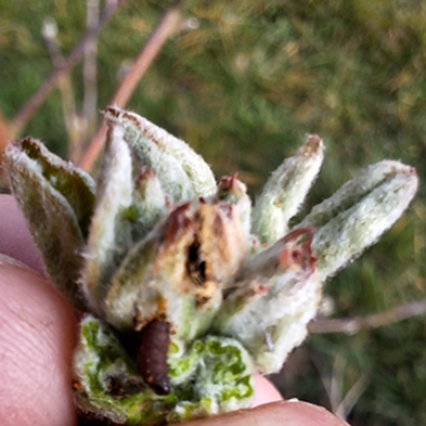 Bladrollers en wintervlinder in de boomgaard, wees alert!

Voorkom bladroller- en rupsenschade met XenTari.

Lees meer op onze website: agro.bayer.nl/nieuws-en-alge…