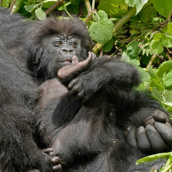 Only 1,000 mountain gorillas remain. Poaching &amp; deforestation put them at risk every day. 

For just £4/month, you can help protect them. Adopt a gorilla &amp; support vital conservation efforts! 💚

Join the fight: bit.ly/adoptagorilla #SaveTheGorillas