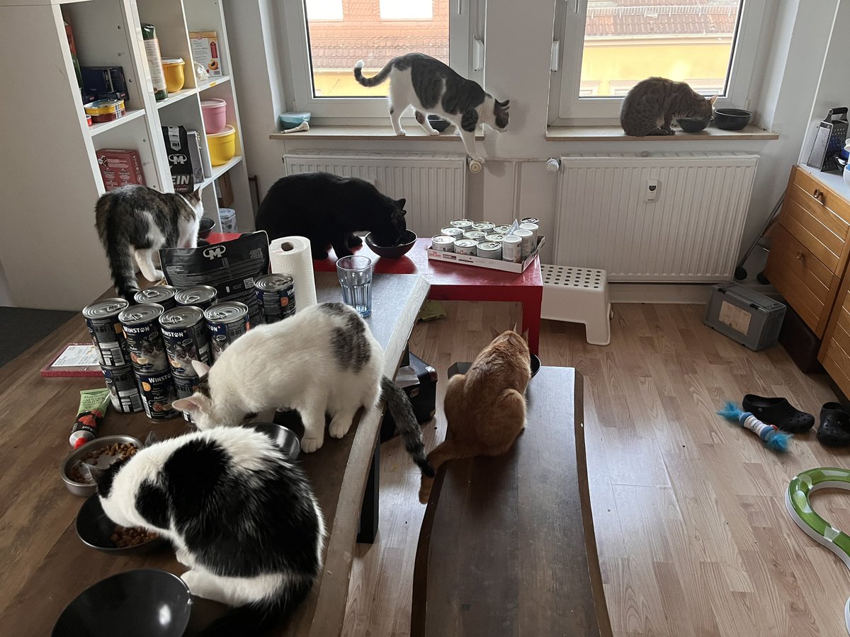 Immer wieder krass, wie problemlos Zusammenführungen bei uns sind. Haben sie direkt aufeinander losgelassen. Noch ein wenig reserviert aber komplett friedlich. Heute wurde gemeinsam in einem Raum gefrühstückt.
Atheno, Salem, Fritte, Anton, Tim, Abby und Tony.
#nordstadtkatzen