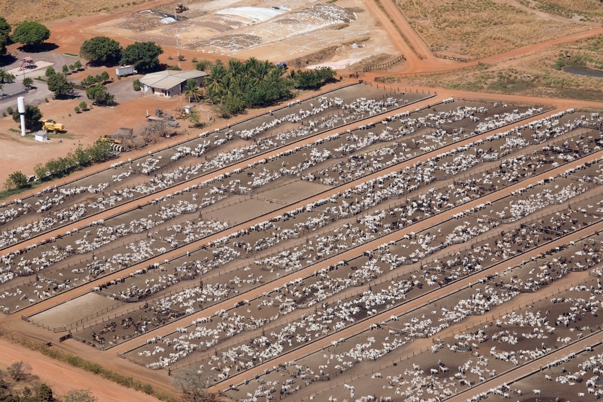 De Mercosur-deal mag niet goedgekeurd worden in de huidige vorm. Stuur bij tot de productievoorwaarden en -standaarden écht gelijk zijn, op papier én in de praktijk. Dat is nu helemaal niet het geval. Brazilië zal altijd teruggrijpen naar de basic WTO-standaarden. #boerzktrespect