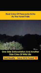45_pavan's tweet photo. Stop this 
@revanth_anumula 
@TelanganaCMO 
@forestdepartmentoftg
#SaveHCU 
#SaveHCUBioDiversity 
#hcuforest https://t.co/zErDnyyFoK
