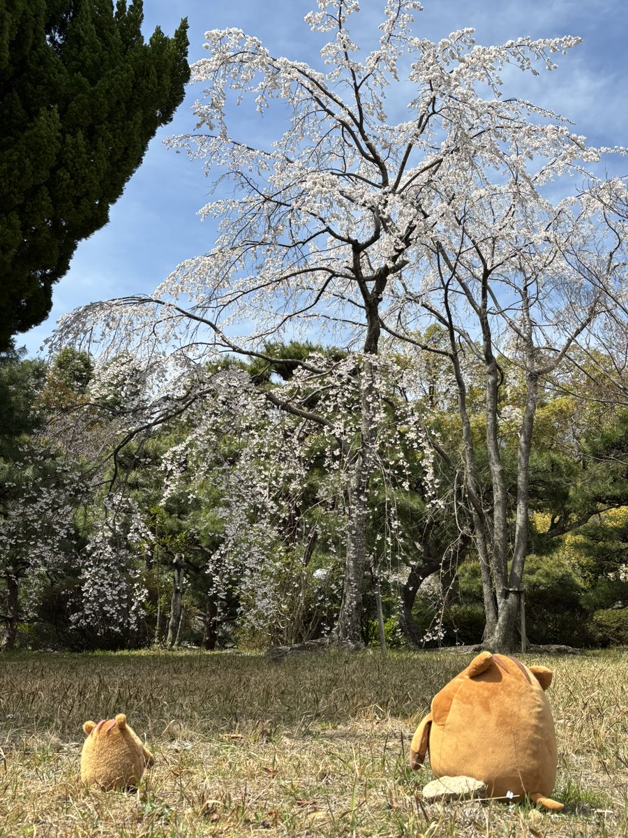 ryosokai's tweet image. 神戸も8分咲きぐらいでしょうか。神戸大学本館前庭に踏み入れてひっそりお花見🌸枝垂桜が芝生につきそうです　＃春から神戸大学　＃うりぼー
