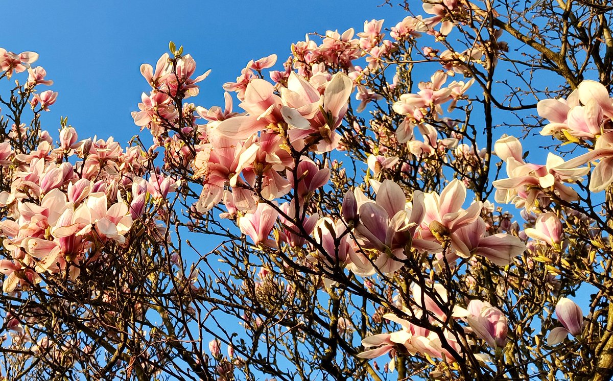 Magnificent magnolia trees are out all over Derby at the moment. What a great display on a sunny morning! #magnolia #spring #boattrip #ecotourism  #zeroemission #derby #derbyuk #welcomeaboard