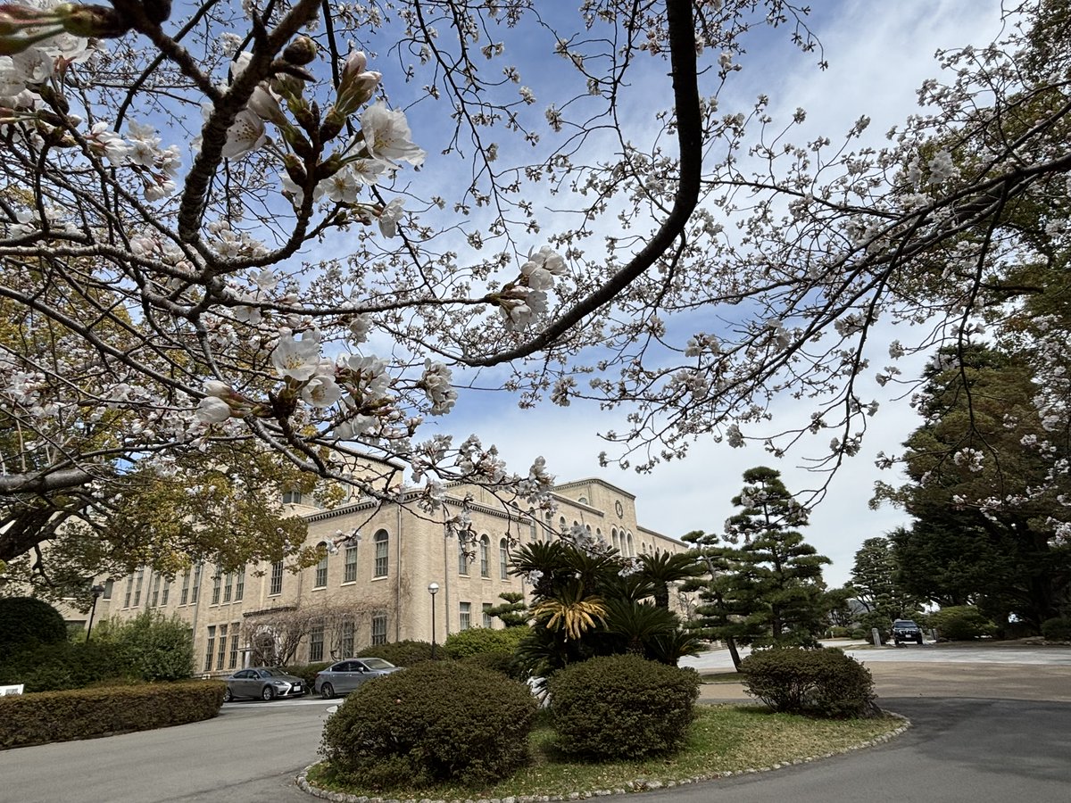 ryosokai's tweet image. 神戸大学は新入生のオリエンテーションが連日行われています。入学式は金曜日。ちょうど満開の頃でしょうか🌸