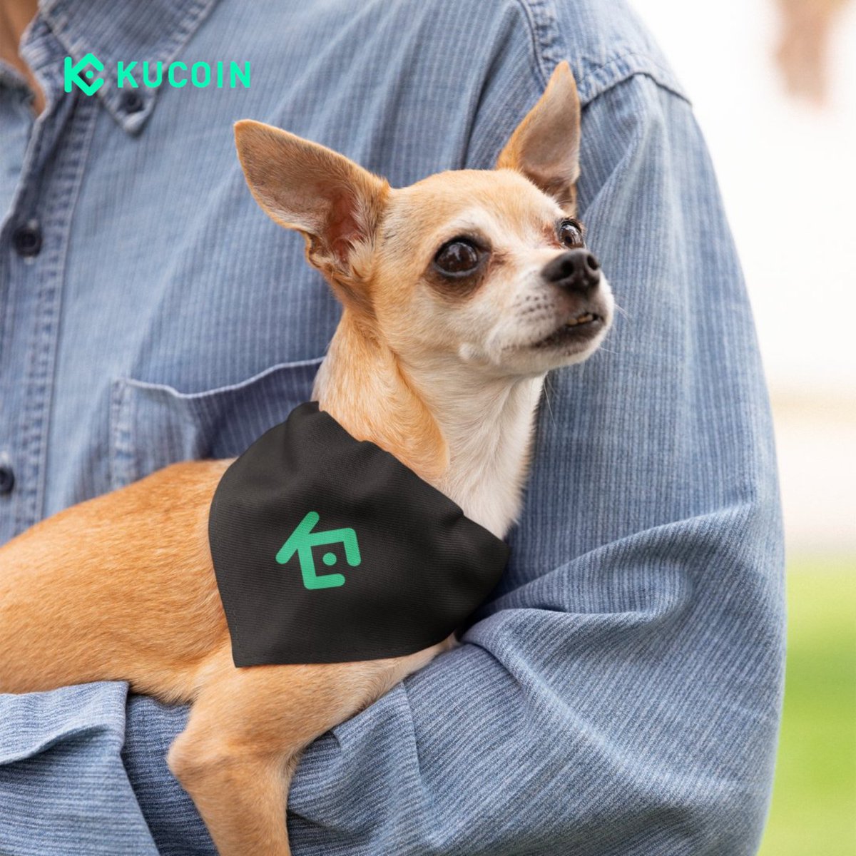 kucoincom's tweet photo. This good boi said, ‘No KuCoin, no cuddles.’ 

Choose wisely. https://t.co/vI4ZxK78nj