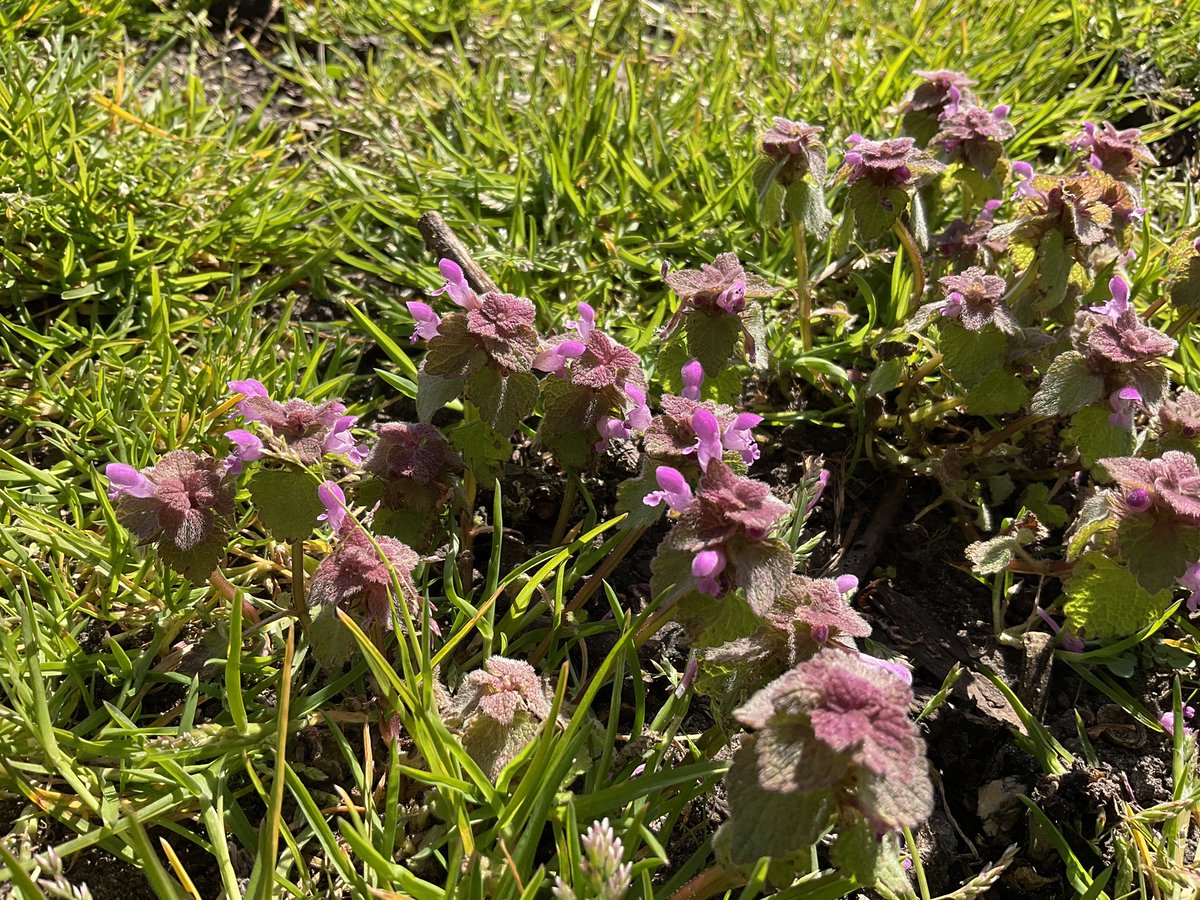 KewWoodsY2 tweet media