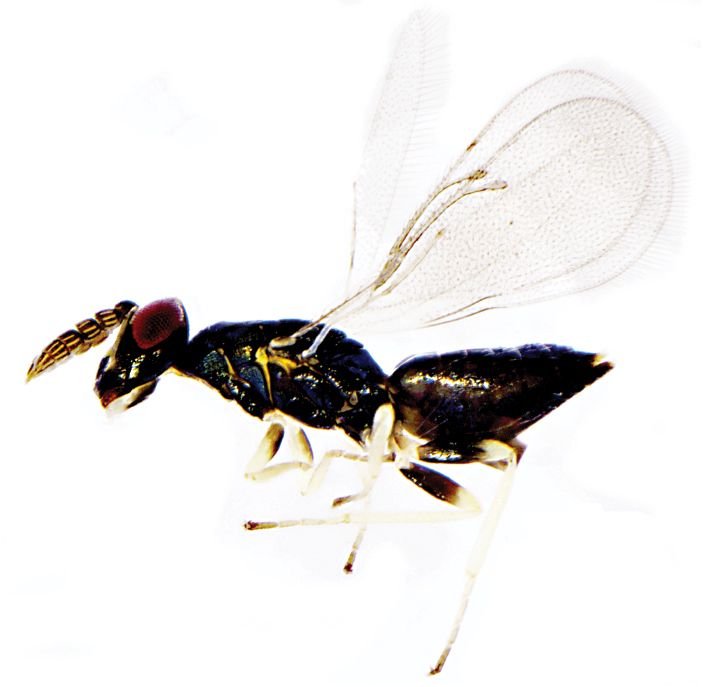 ZooKeys_Journal's tweet image. Description of ten new species of chalcid wasps from the Altun Mountain Nature Reserve, Xinjiang, China: doi.org/10.3897/zookey…

#biocontrol #wasps #newspecies