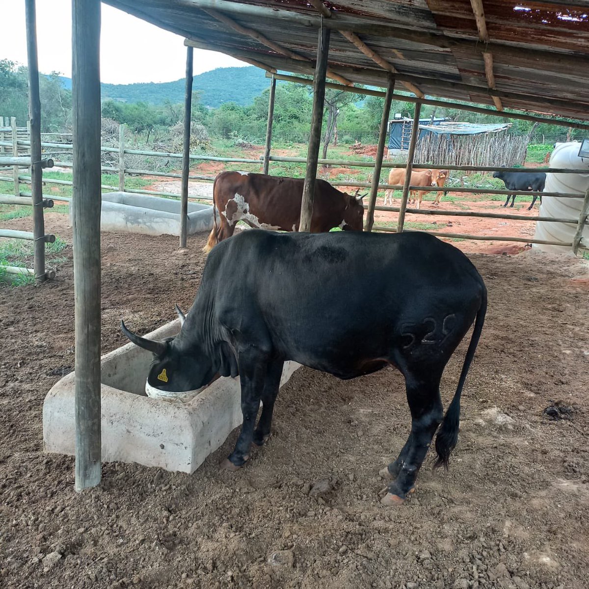 Sanibonani, We’re selling this cow for E65/kilo. It is available for purchase now. For more details, kindly contact me on 76391956.