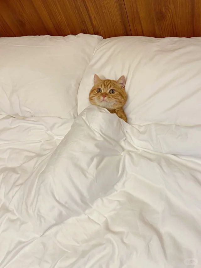 CatWorkers's tweet photo. My plans for this coming weekend.

📸 六六小豆芽 https://t.co/15V8ROfSji
