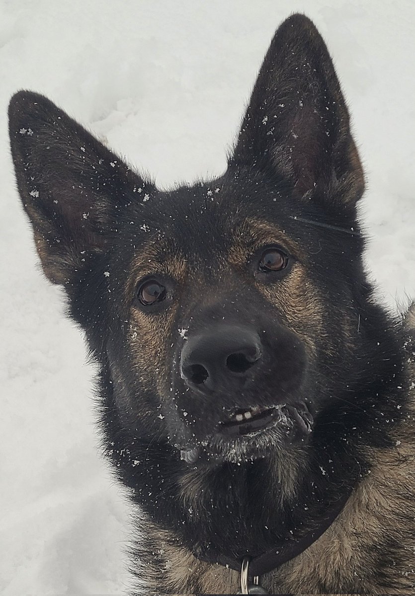 JBMEquiFarms's tweet image. All we ask... could it stop snowing!!! (Or raining) 

Enough precipitation already.

#manitoba #mbwx #wintervsspring