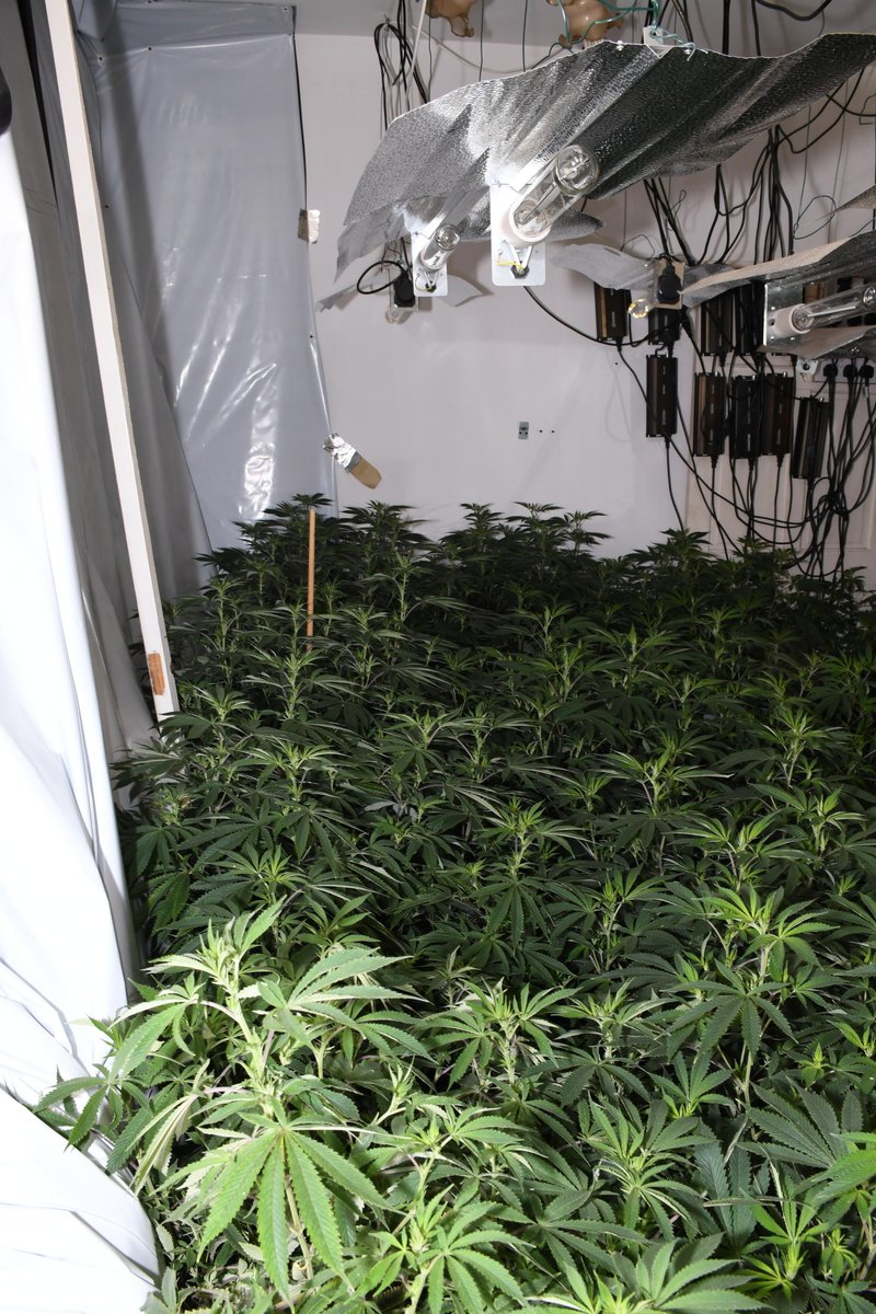 Merseyside Police have successfully seized more than 450 cannabis plants from two cannabis farms Market Street, Newton Le Willows and West Derby Road in Tuebrook on Tuesday 25 March and Wednesday 26 March.
orlo.uk/6Oxw2