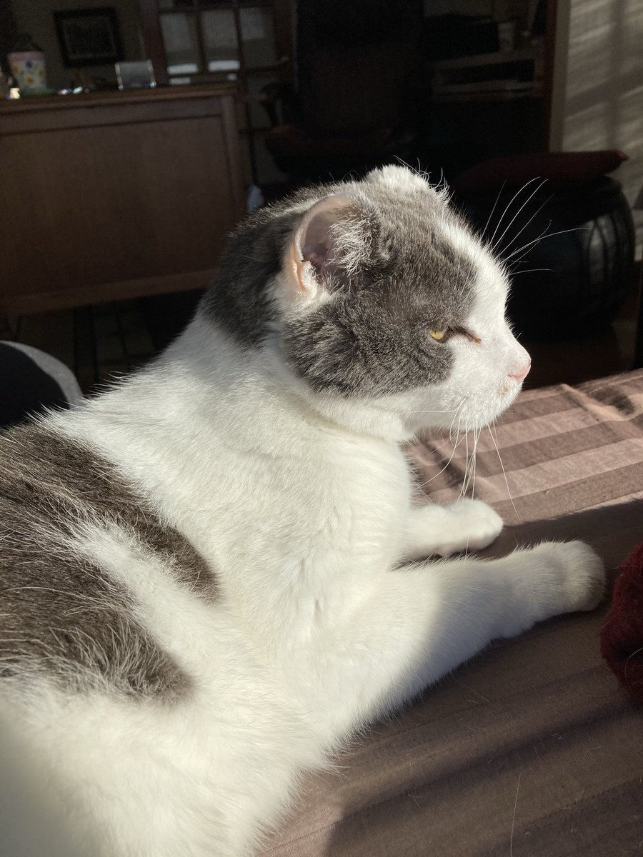 Mello Fellow tweet media