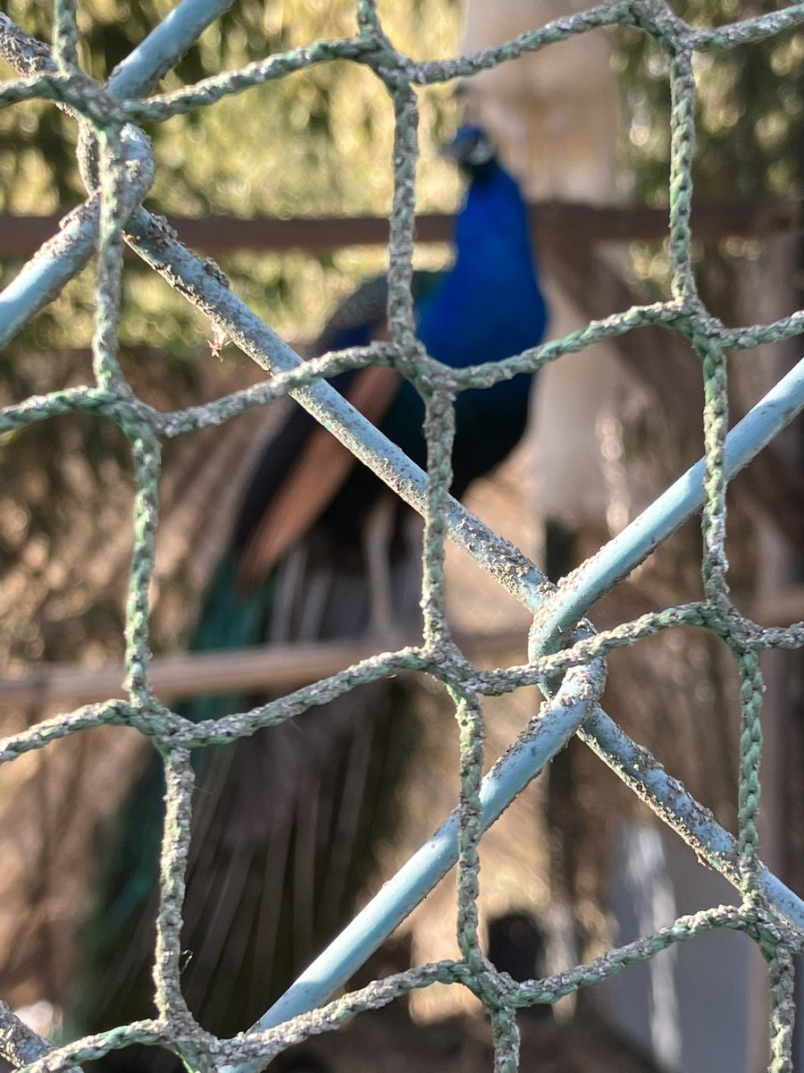 何年か前に撮った孔雀。
スマホのカメラってピント合わせてくれて凄い。ただ、うっかりするとこんな事になりますよって話。

凄く鮮明。手前の金網とネットが。