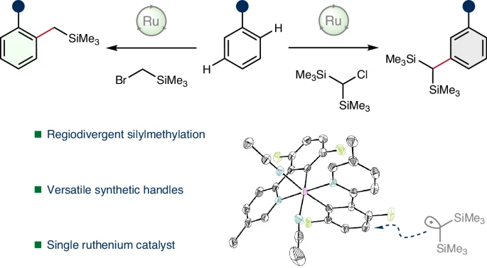 Fantastic to finally share our work on regiodivergent C-H silylmethylation out in <a href="/NatureCatalysis/">Nature Catalysis</a> today, massive congratulations to <a href="/JDawklol/">Jamie Docherty</a> <a href="/LarrosaGroup/">The Larrosa Group</a> for all the hard work [nature.com/articles/s4192…]
