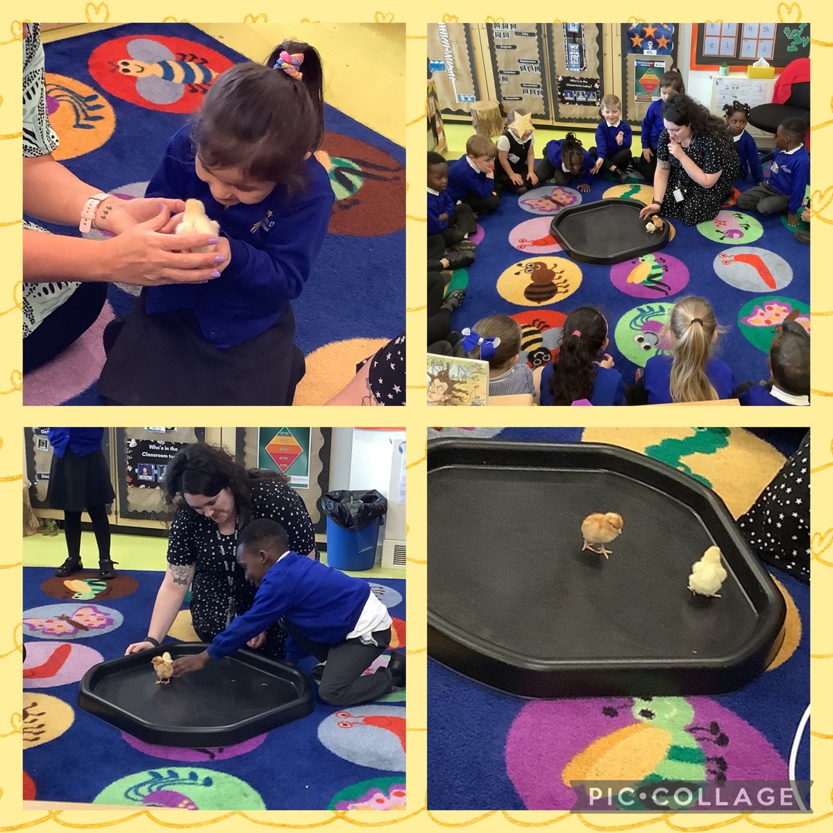 Four Dwellings Primary Academy (@fourdwellingspa) on Twitter photo We are so excited to have started welcoming our chicks! Reception children are thrilled. ๐ค๐ฃ๐ฅ <a href="/MrsM_Court/">Michelle Court</a> <a href="/LiftSchools/">Lift Schools</a> <a href="/Livingeggs/">Living Eggs</a> We are so excited to have started welcoming our chicks! Reception children are thrilled. ๐ค๐ฃ๐ฅ <a href="/MrsM_Court/">Michelle Court</a> <a href="/LiftSchools/">Lift Schools</a> <a href="/Livingeggs/">Living Eggs</a>