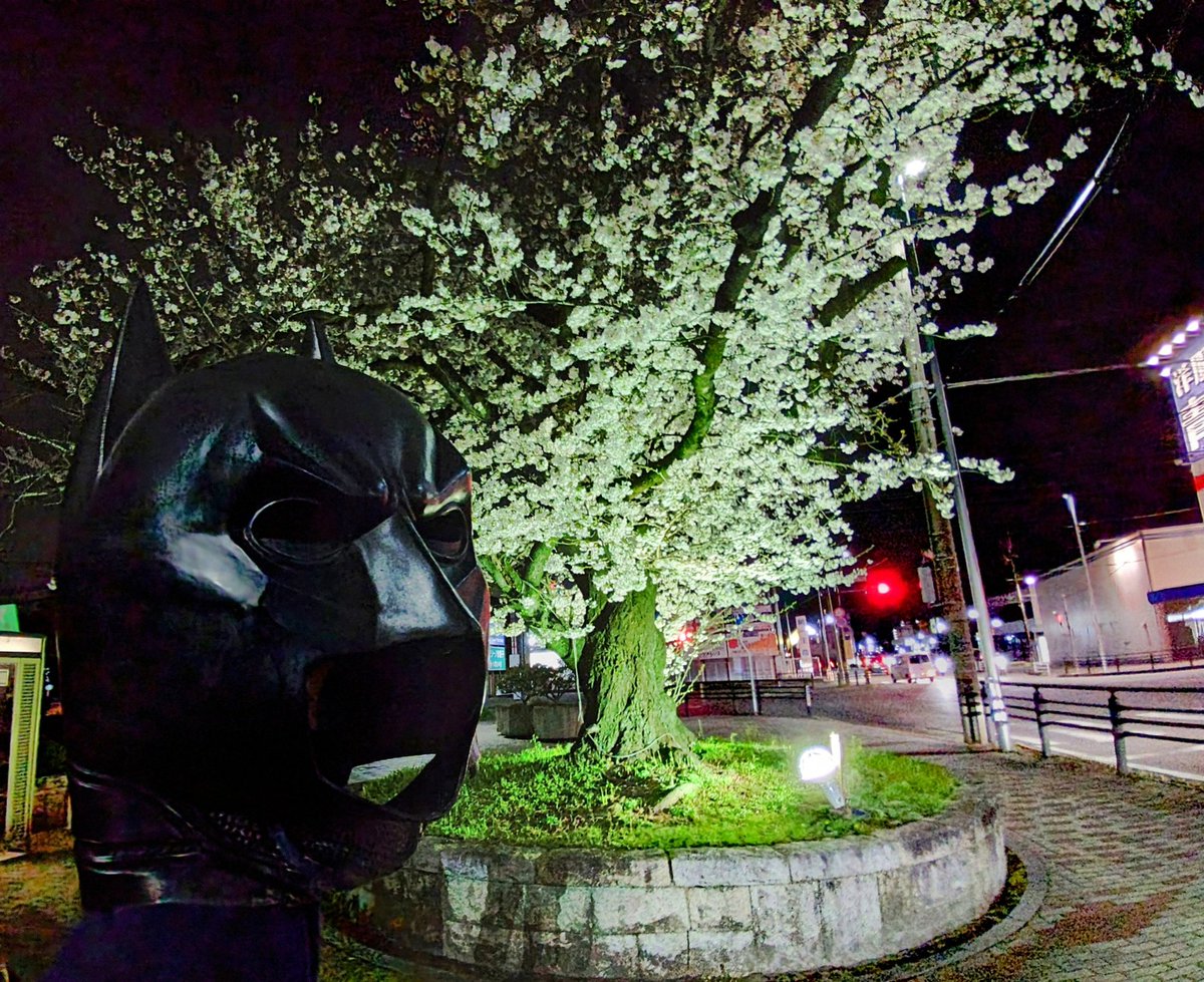 konannobatman's tweet photo. 桜とマスク(カウル)！
江南市役所の桜が満開に近い！
毎年、綺麗に咲き誇ってくれる！
ライトアップされた姿を見ると心が動く！
いつまでもその姿を見せてくれることを願い、江南のバットマンは夜の闇にその姿を同化させる。
#探偵ナイトスクープ
#夜桜
#ライトアップ
#満開
#パトロール https://t.co/szTPHT2iAn