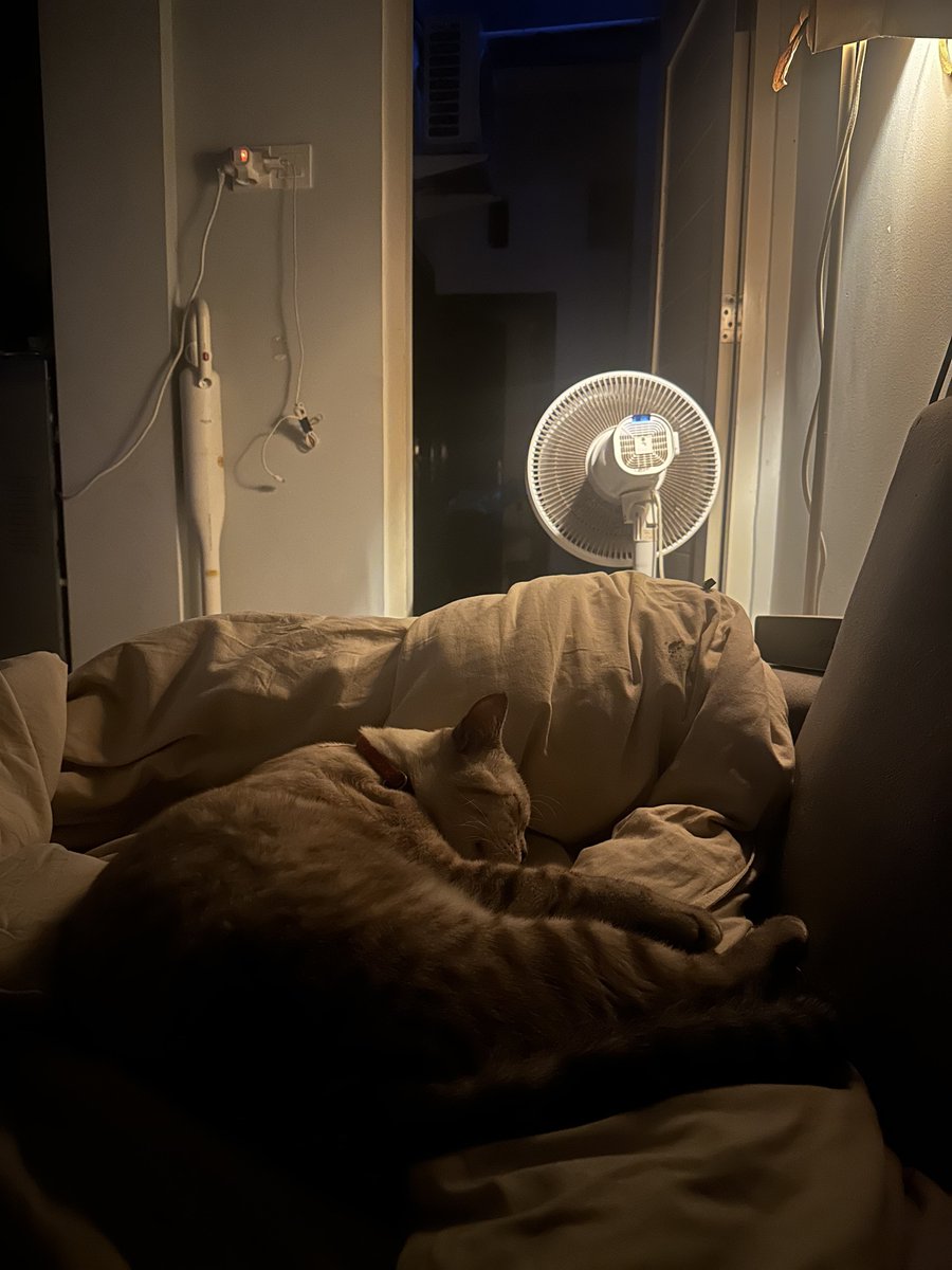 GM
Sharing my photo dumps here from the past 3 days~