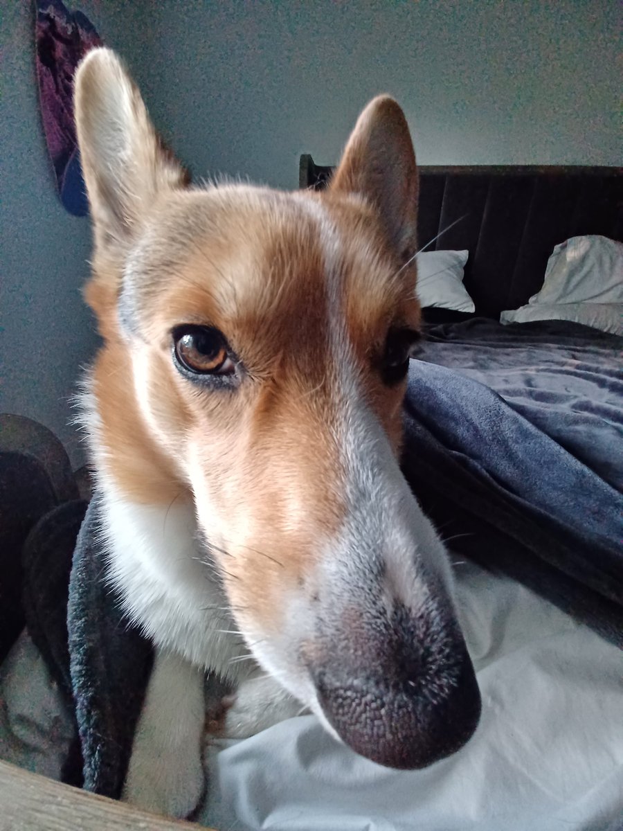 imcorinnemec's tweet image. The #morningsnoot by #TheodoreCorgivelt ❤️😅