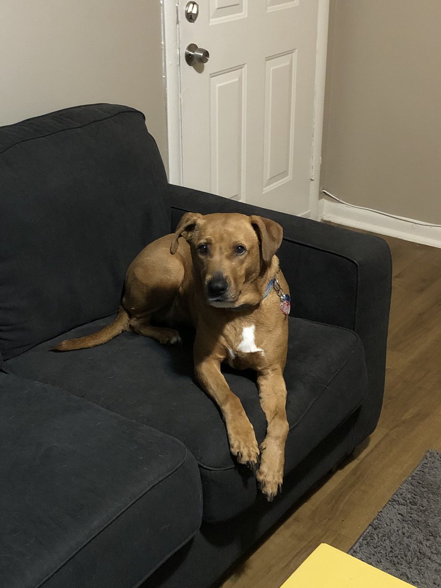 Happy 4th Birthday Lyra! #dogsofX #birthdaydog