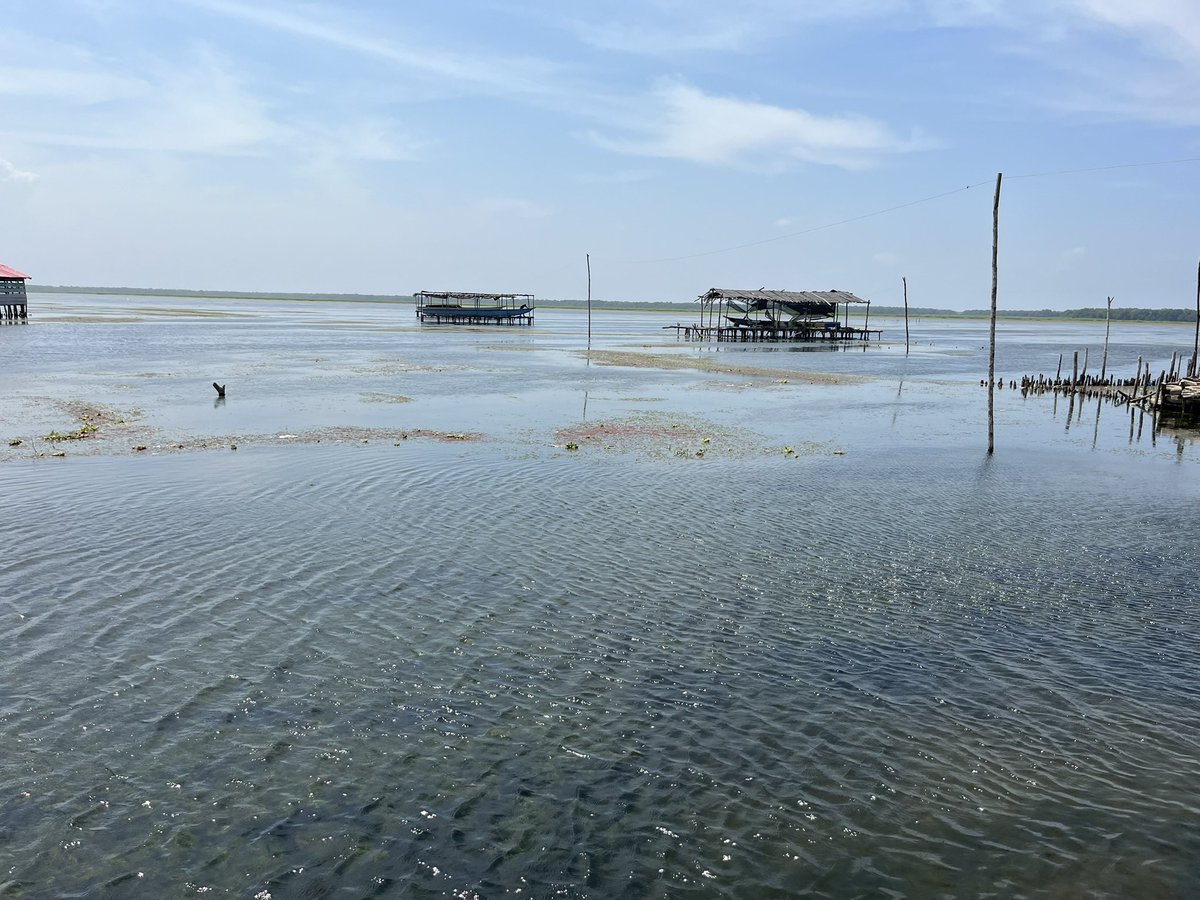 Y ahora en la Ciénaga Grande de Santa Marta estamos viendo una invasión de Hydrilla verticillata? <a href="/CORPAMAG/">CORPAMAG</a> <a href="/invemarcolombia/">INVEMAR</a> <a href="/inst_humboldt/">Instituto Humboldt</a> <a href="/MinAmbienteCo/">MinAmbiente Colombia</a> <a href="/RamsarConv/">Convention on Wetlands</a>