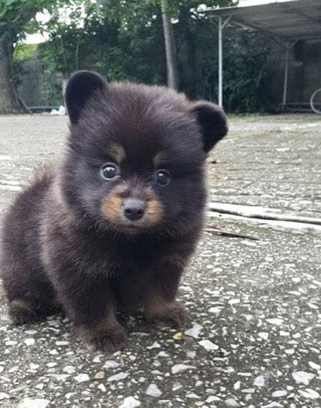 Tweets of Dogs tweet media