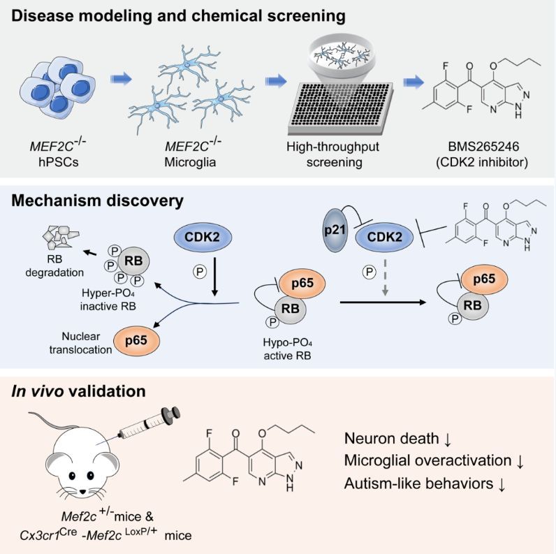 Tsinghua_Uni's tweet image. A potential therapeutic target for #autism! #InnovativeTsinghua researchers uncovered a CDK2 inhibitor that curbs microglial overactivation via #HighThroughputScreening, unveiling a critical pathway to maintain microglial balance. #WorldAutismAwarenessDay More:…