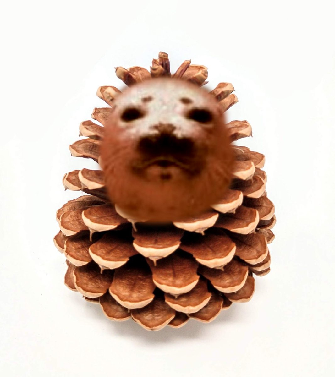 pineconfangirl7's tweet image. I am just a pinecone and twitter took everything from me. Please re𝕏eet so I can find my fireteams again....