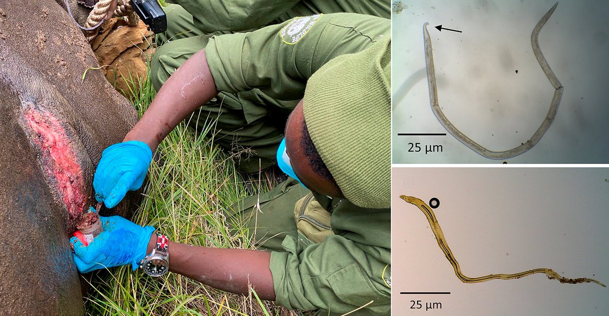 Stephanofilaria is a genus of filarial worms that live in large mammals, and cause ulcerative lesions to develop on the skin of their hosts.

This study looked at Stephanofilaria infecting the crtically endangered black rhinos. 🦏
#WormWednesday
cambridge.org/core/journals/…