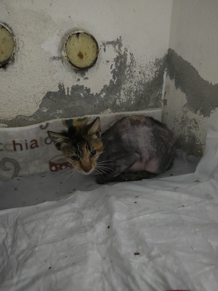 📍 LÜLEBURGAZ 
Bizim oğlanı klinikten almaya gittiğimde bu canı gördüm. Türk petrolleri'nde motor yagina düşmüş, yanmış bu masum can. 1 ay daha klinikte tedavi gorecekmis. Tüylerinin hiç çıkmama ihtimali varmış. Bir yuva çıkar mı acaba? Çok sessiz bir minik. Şans guler mi yüzüne?