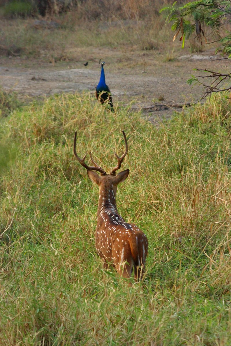 UttamKBRS's tweet photo. 🚨#BreakingNews 🚨

🛑 Just three months ago, HCU released its 2025 calendar, proudly showcasing the beauty of its campus.

The calendar featured stunning photographs taken by university staff, capturing the vibrant wildlife, rare species, and the serene greenery that made the campus so special.

#SaveHCUBioDiversity @KTRBRS @dhruv_rathee @revathitweets @TeluguScribe @KonathamDileep