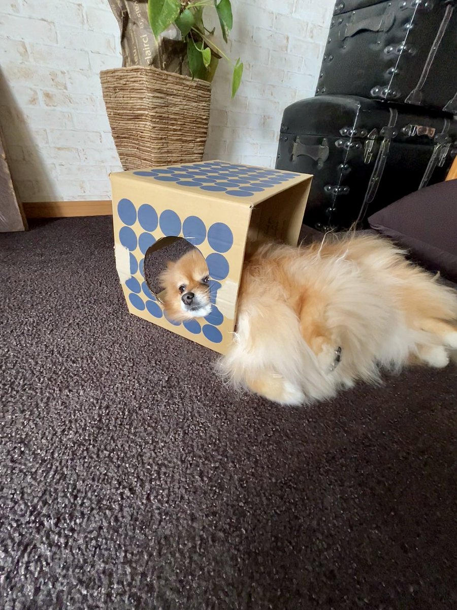 うちのダンボール娘📦
さてはそろそろ飽きてきたな…
ダンボールの使い方が雑になってきた🤣

 #本日のダンボール犬
 #ポメラニアン  #ニコリ