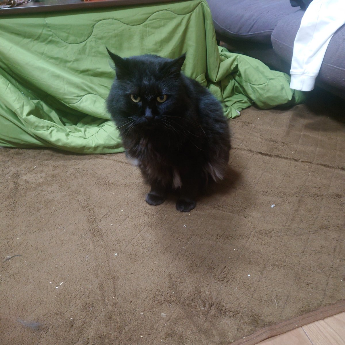 kuronekokuma716's tweet photo. くまの特徴は右耳と右の犬歯が欠けているところです。動きもユックリ。6kgの大きい長毛の猫でほとんど鳴かず、本当に優しくおとなしい子です🐈‍⬛どんな些細な情報でも結構です、まだ諦めません！ご連絡よろしくお願いいたします🙇

#猫探しています
#徳島県海部郡海陽町 #拡散希望 https://t.co/RihnRpHTiv
