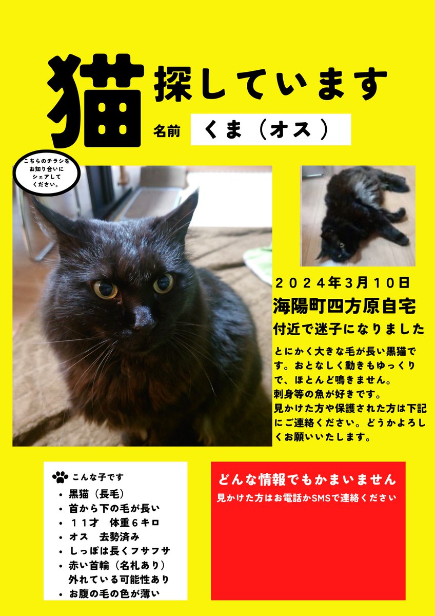 kuronekokuma716's tweet photo. くまの特徴は右耳と右の犬歯が欠けているところです。動きもユックリ。6kgの大きい長毛の猫でほとんど鳴かず、本当に優しくおとなしい子です🐈‍⬛どんな些細な情報でも結構です、まだ諦めません！ご連絡よろしくお願いいたします🙇

#猫探しています
#徳島県海部郡海陽町 #拡散希望 https://t.co/RihnRpHTiv