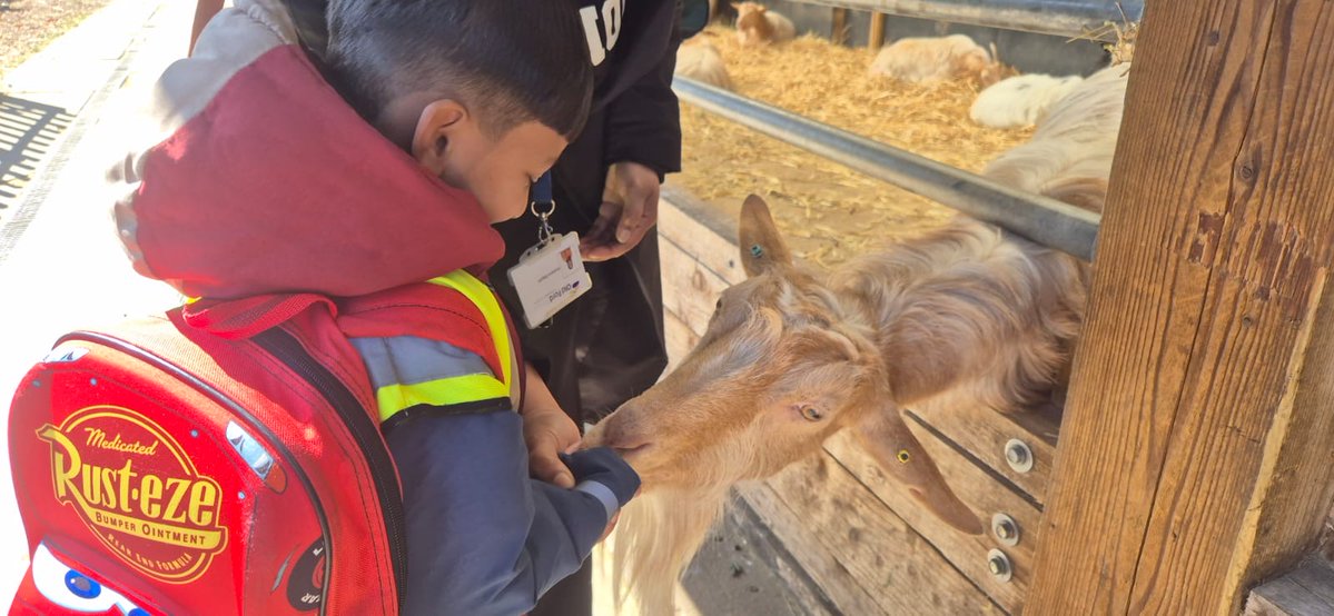 The Reception children visited Mudchute Farm today in the beautiful sunshine.