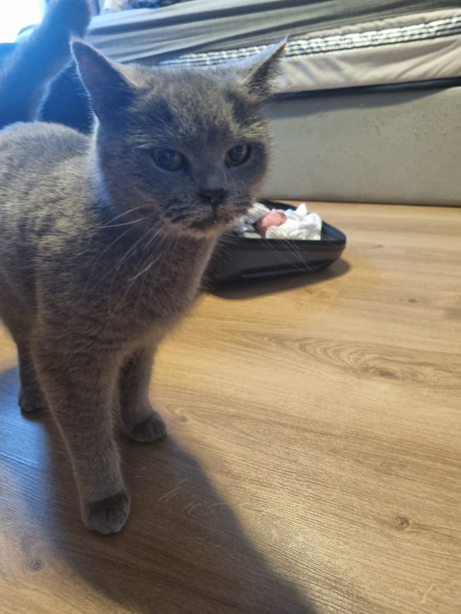 cattingwoman's tweet photo. Geçici evdeki son günleri
yuva bulunmazsa Sultanbeyli sokaklarına dönecekmiş
bu yaşa kadar evde bakılıp sokağa dönecek olmasının sonunu hepimiz biliyoruz 
2 yaşında kısır erkek
yuva arıyor
istanbul https://t.co/KchpOAkuSE
