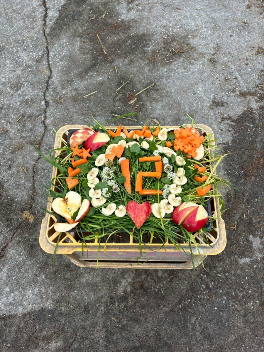 KADAI_bajutsu's tweet image. 本日はハーマイオニーの12歳の誕生日でした🎉はーちゃんお誕生日おめでとう🎂愛のこもった生牧草ケーキをもらっていました✨12歳も素敵な思い出をたくさん作ろうね💕

 #TCCホース #ハーマイオニー@TCC_official_  #鹿児島大学 #馬術部 #馬 #引退競走馬 #セカンドキャリア #サラブレッド #誕生日