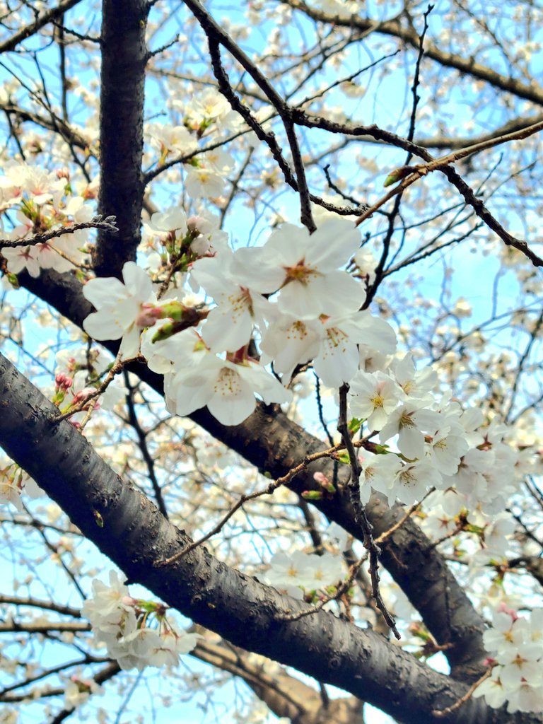 「夕方の桜もきれい夕方の空の満開の桜は吹雪みたい#毎日春ウォーキング 」|樋口橘@「シャンピニオンの魔女」マンガparkで連載中🍄7巻発売中🍄のイラスト