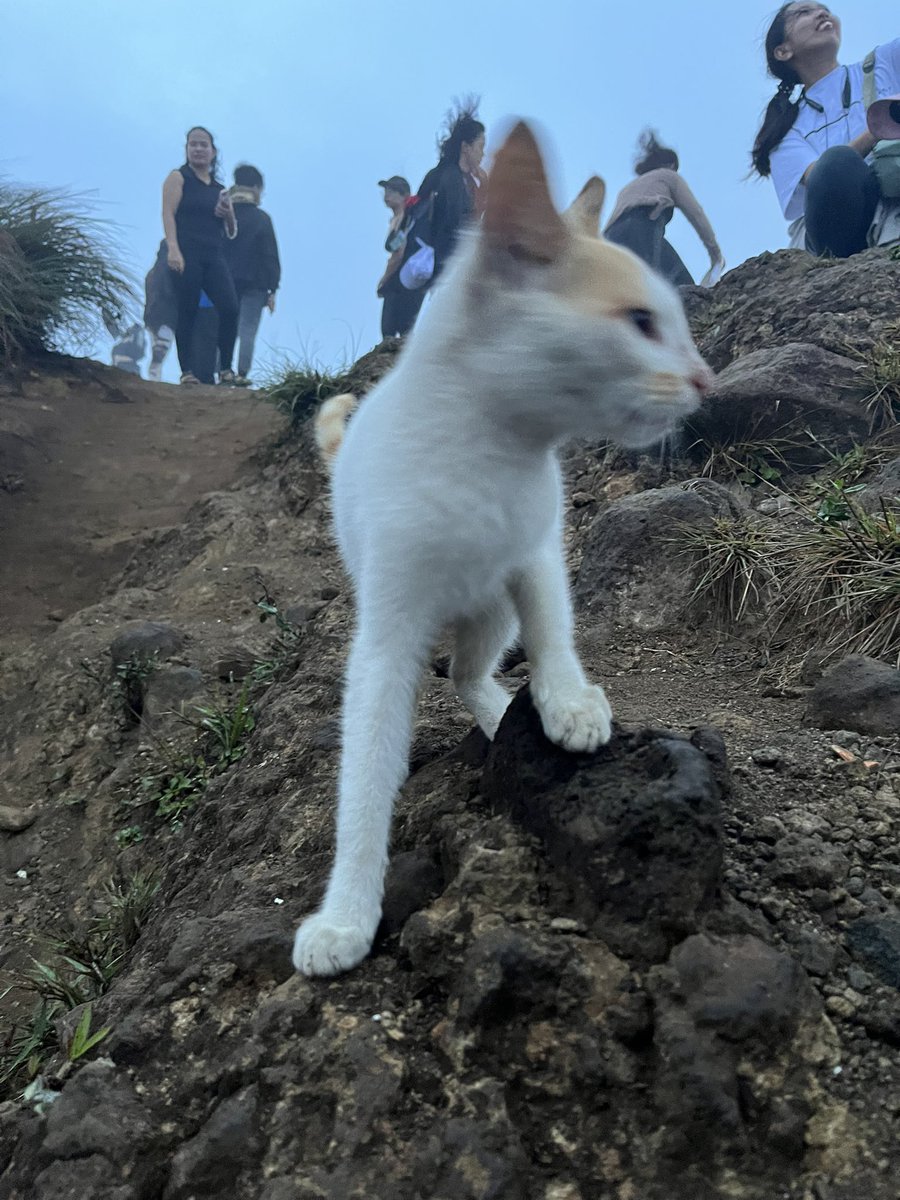 Simonseemoon's tweet image. 