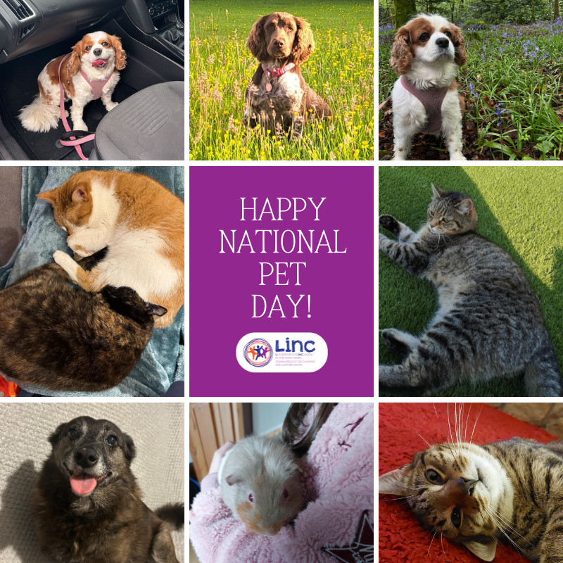 LINC_programme's tweet photo. Today is National Pet Day, and weโre celebrating the loyal companions who brighten our days! From wagging tails to purring cuddles, our pets bring joy in so many ways.
Swipe to meet some of the LINC Teamโs adorable pets! ๐ถ๐ฑ๐พ
#NationalPetDay #FurryFriends #LINCProgramme https://t.co/sFKBJqLf9k